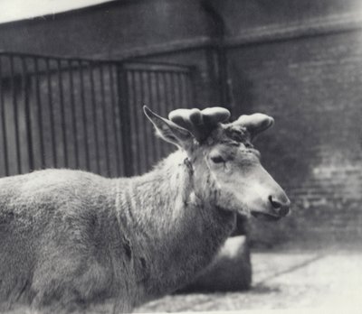 1920年5月、ロンドン動物園のベルベットで、アントラーの成長の初期段階を示しているワリックの鹿 作： Frederick William Bond